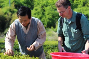 Ray picking tea with Mr. Choi of Bohyang Tea Farm in Korea