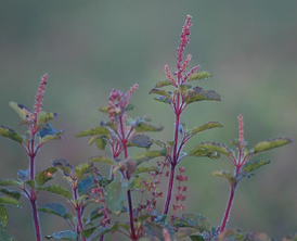 Tulsi
