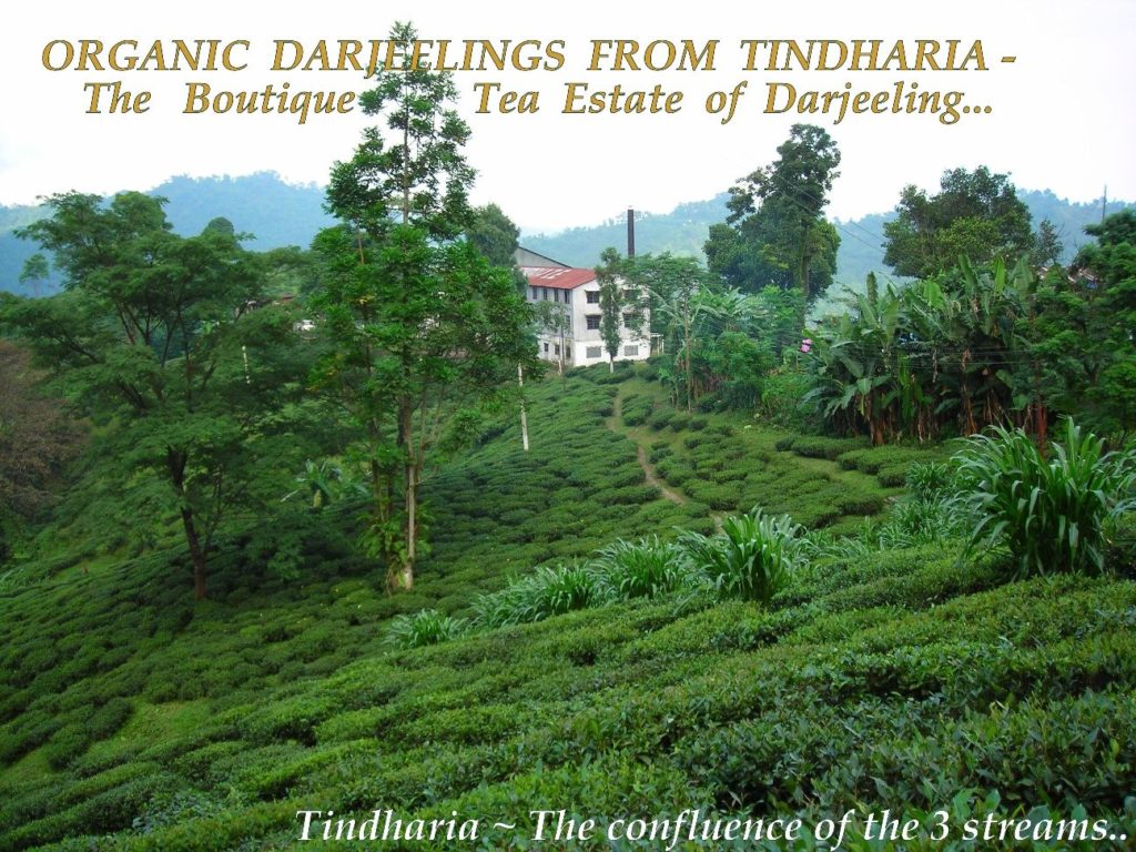 Tindharia Tea Estate